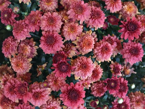 many pink flowers are growing together in the garden