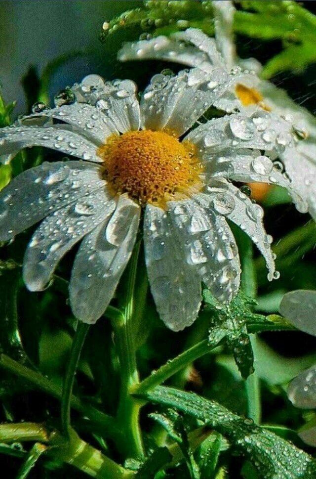 some water droplets are on the petals of a daisies flower with green leaves in the foreground