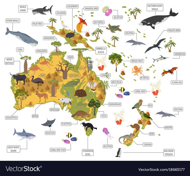 australia map with all the different types of animals