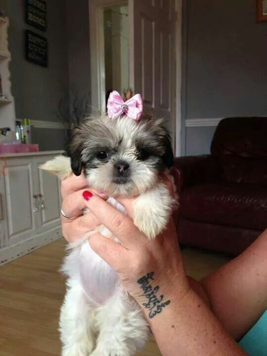 a woman holding a small white and black dog in her hands with a pink bow on it's head