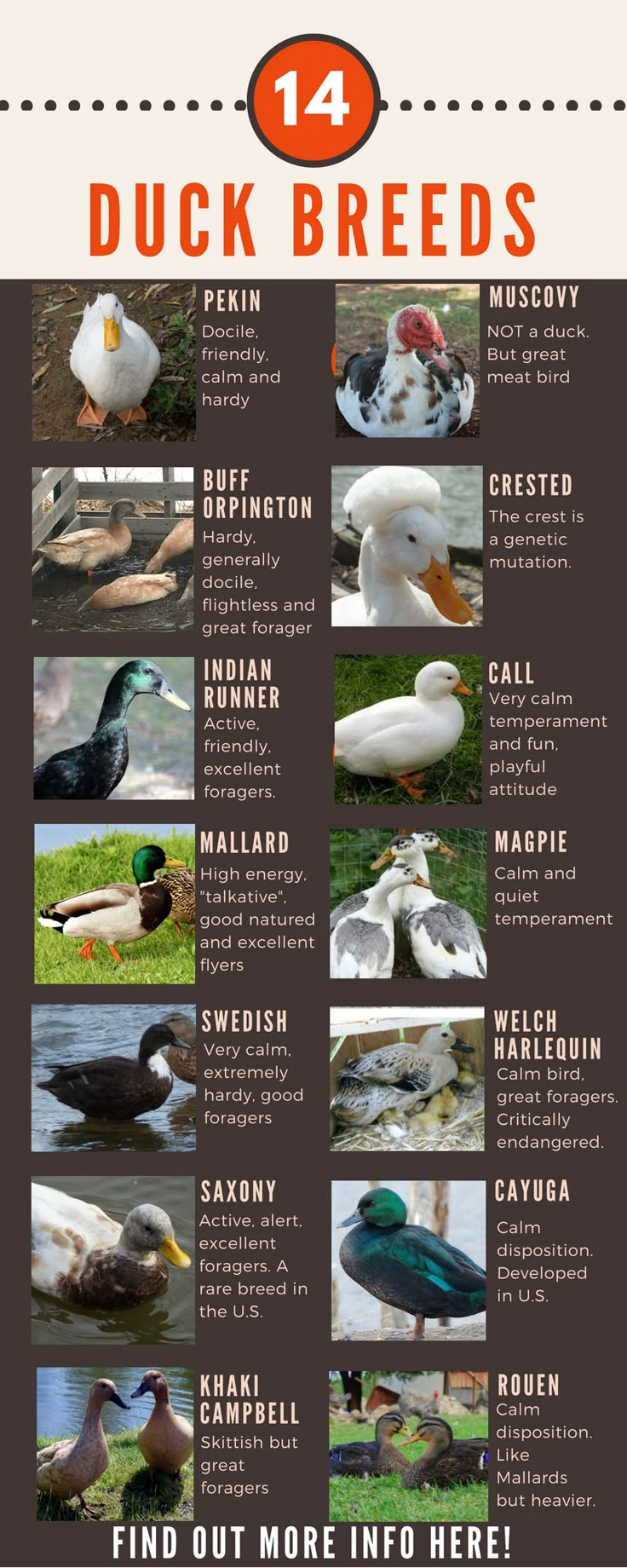 Turkey Breeds Chart, Breeds Of Ducks, Duck Yard Ideas, Duck Breeds Chart, Duck Waterer No Mess, Goose Breeds, Chicken Breeds Chart, Geese Breeds, Duck Pens