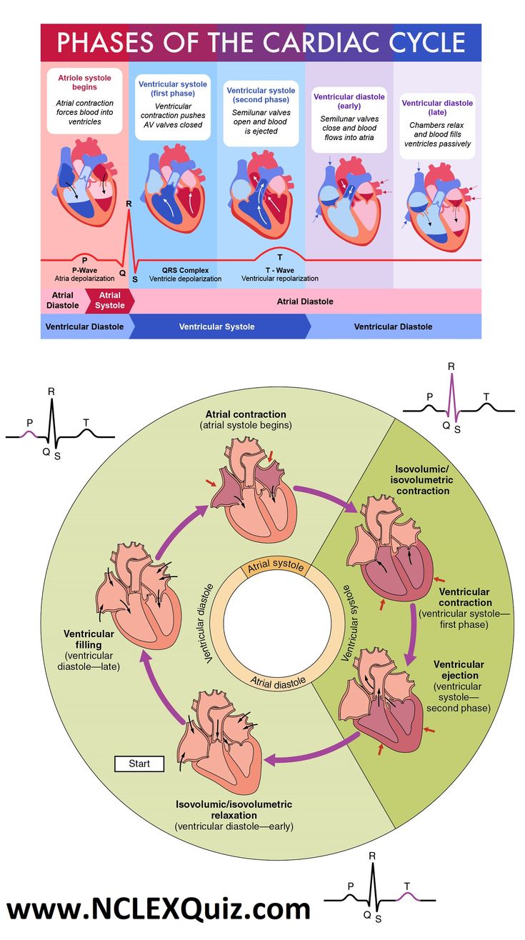 the heart and its functions are shown in this diagram, which shows how it works