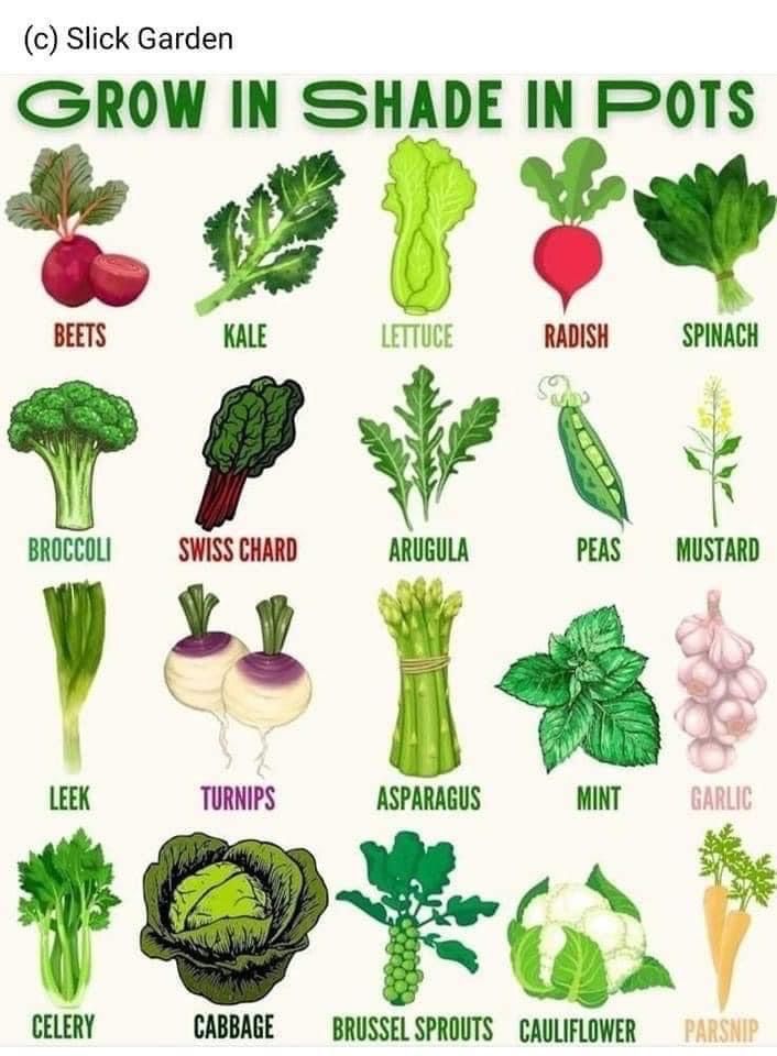 a poster with different types of vegetables and their names in green, red, white and blue