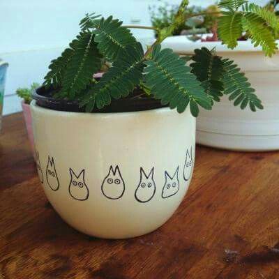 a potted plant sitting on top of a wooden table next to another potted plant