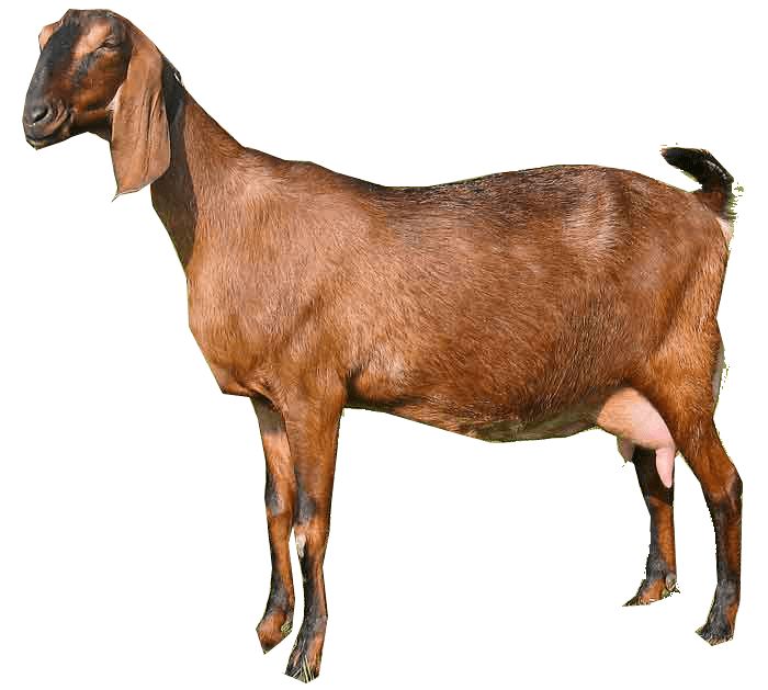 a brown goat standing on top of a white background