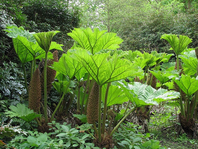 many large green plants are growing in the woods near some trees and bushes, while one plant is taller than the other