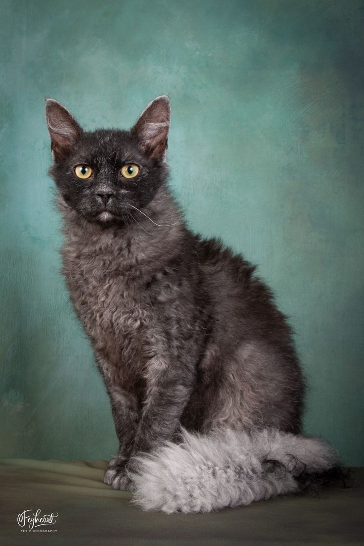 a black cat sitting on top of a wooden floor next to a green wall and looking at the camera