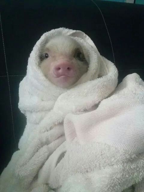 a baby sloth wrapped in a white towel