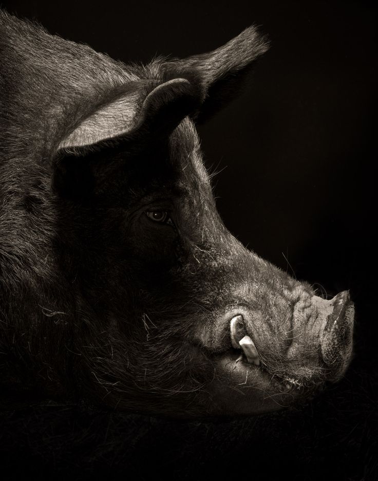 a black and white photo of a pig