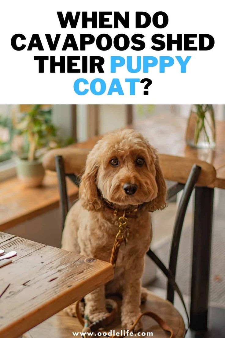 a brown dog sitting on top of a wooden chair next to a table with the words when do cavapooos shed their puppy coat?