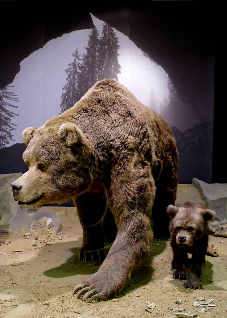 an adult bear and baby bear standing next to each other