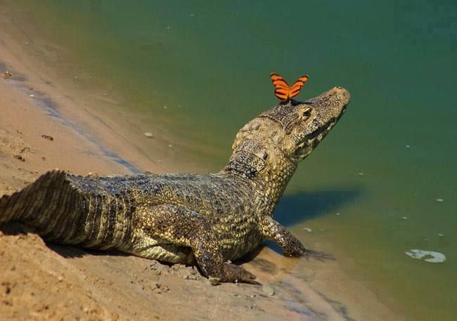 a large alligator laying on top of a beach next to the ocean with a butterfly sitting on it's head