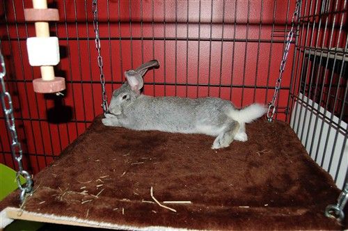 a small rabbit in a cage on top of a brown rug and some chains hanging from the ceiling