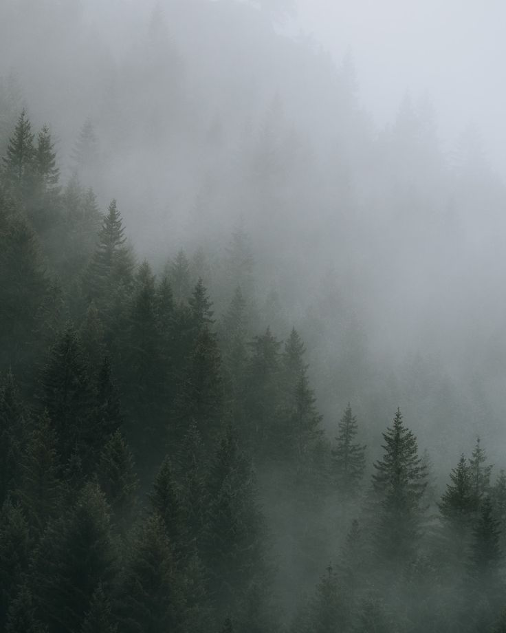 foggy forest with trees in the foreground and evergreens on the far side