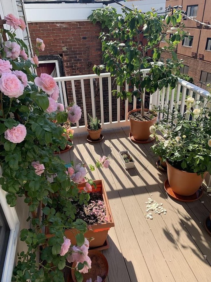 several potted plants on a wooden deck