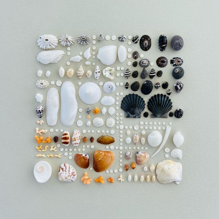 various sea shells and seashells are arranged on a white surface with dots in the middle