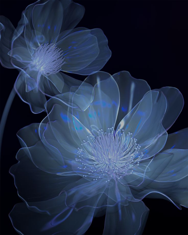 two blue flowers on a black background with light coming from the center and petals in the middle