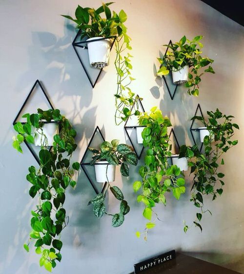 some plants are hanging up on the wall