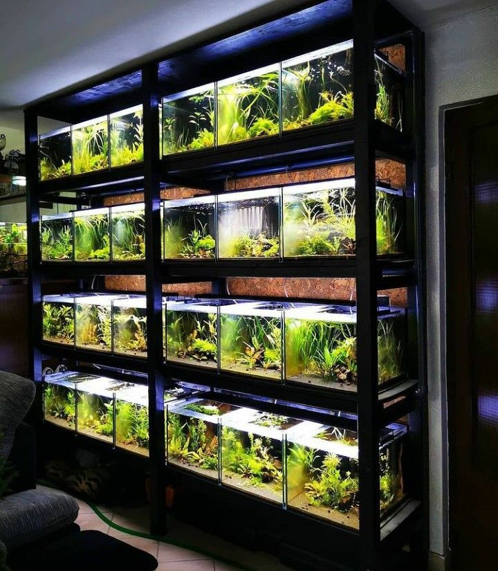 an aquarium filled with lots of green plants