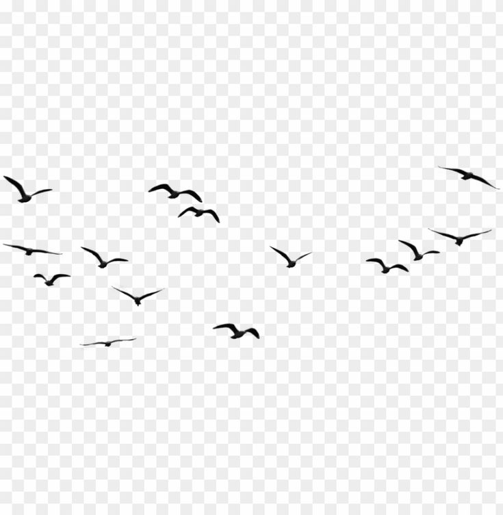 a flock of birds flying in the sky