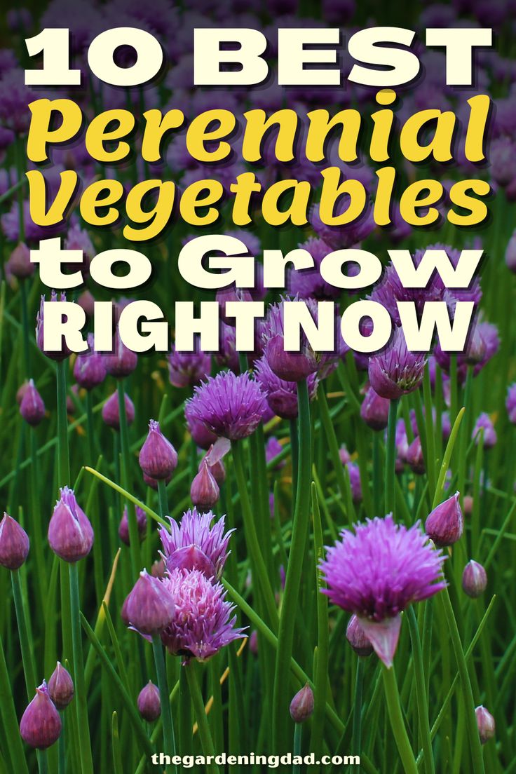 purple flowers with text overlay that reads 10 best perennial vegetables to grow right now