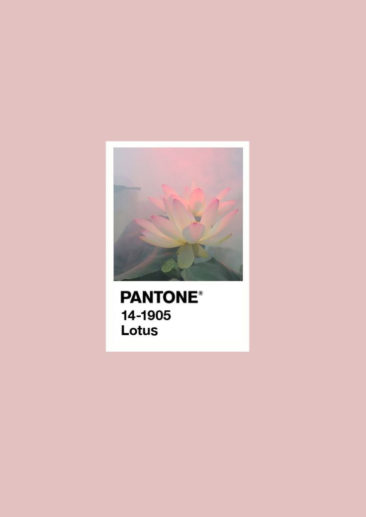 Lotus Flower Colors, Flower Colors, Pantone Colors, Pantone Color, Lotus Flower, Colorful Flowers, Lotus, Flowers, Movie Posters