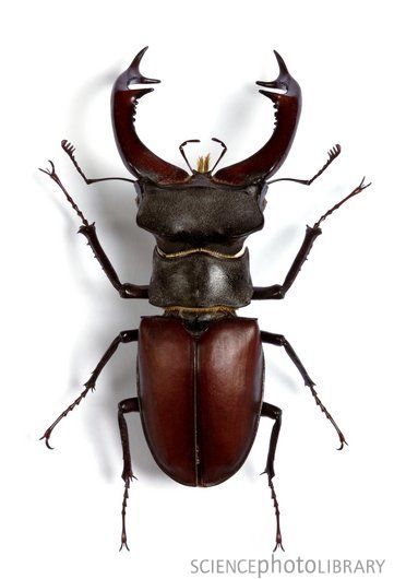 a brown beetle with long horns on it's back