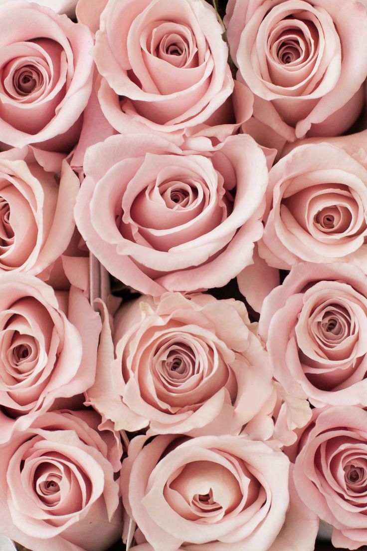 a bunch of pink roses are arranged together