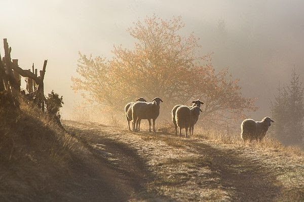 four sheep are standing on the side of a hill in the foggy morning light