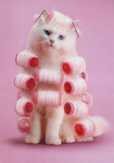 a white cat sitting on top of a pile of hair