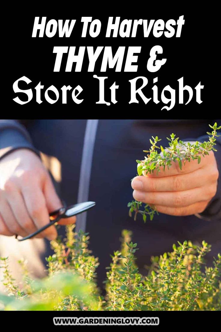 a person cutting plants with scissors and text overlay reading how to harvest thyme & store it right