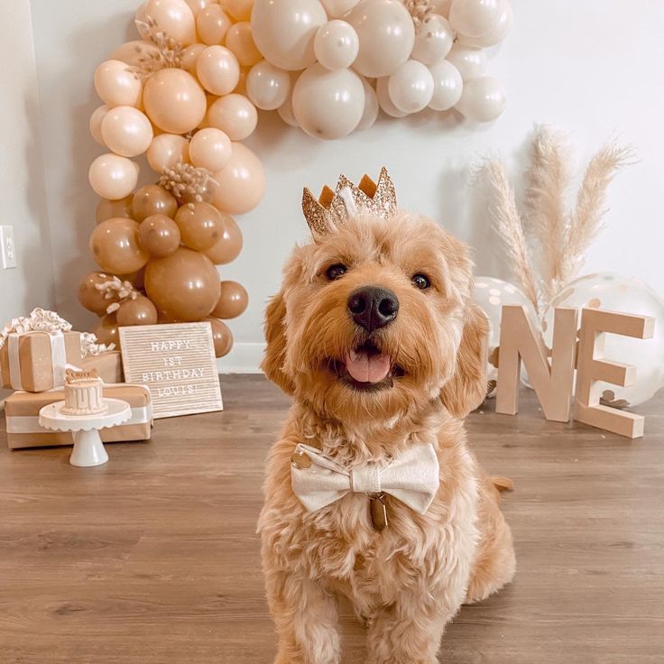 a brown dog wearing a tiara and sitting on the floor in front of balloons