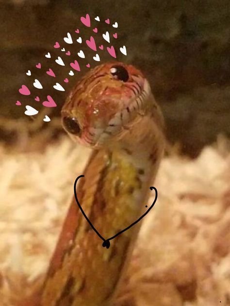 a close up of a lizard with hearts coming out of it's back end