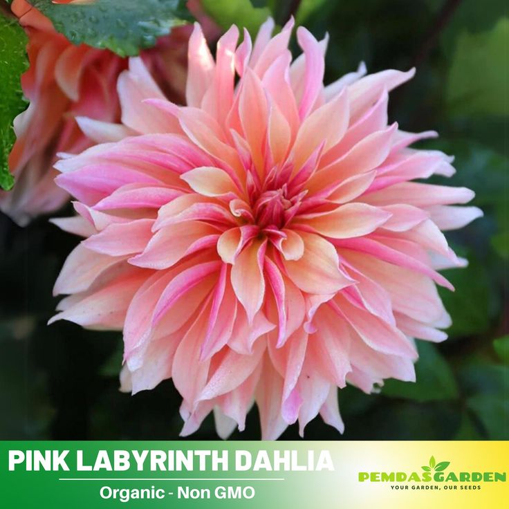 a pink flower with green leaves in the background and an ad for pink labrinth dahlia