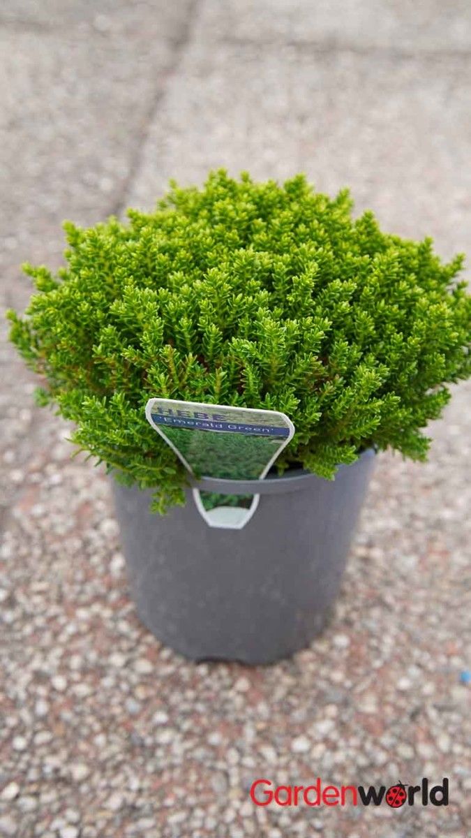 a small potted plant sitting on the ground