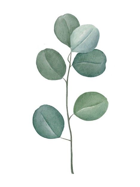 Eucalyptus Leaf Drawing, Silver Dollar Eucalyptus Tattoo, Eucalyptus Line Drawing, Eucalyptus Illustration, Eucalyptus Watercolor, Dollar Eucalyptus, Feuille Eucalyptus, Eucalyptus Leaf, Eucalyptus Branches