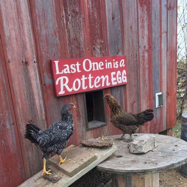 two chickens are standing on a small table in front of a red barn with a sign that says last one is a rottenegg