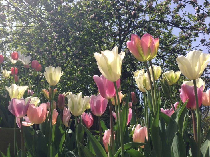 many pink and white tulips are blooming in front of some trees on a sunny day