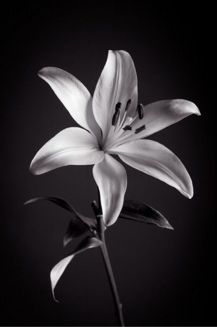 a black and white photo of a flower