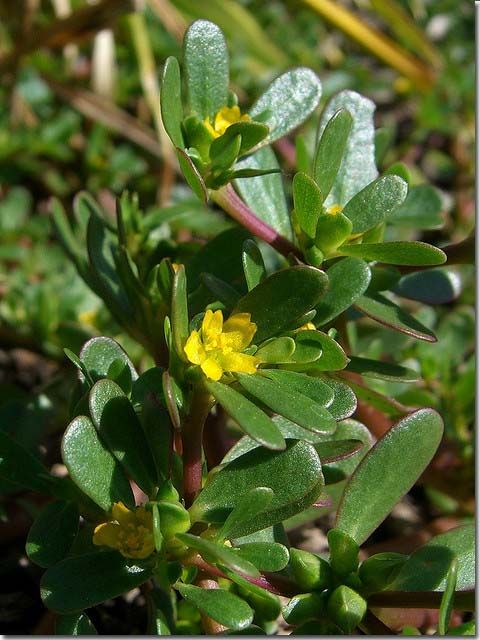 small yellow flowers are growing in the grass