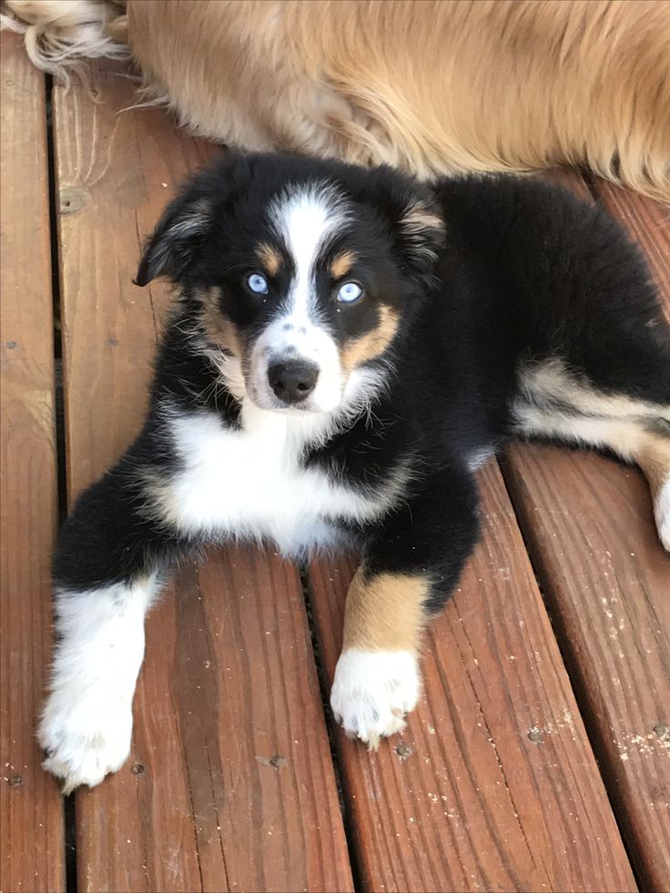 a black and white dog laying on top of a wooden floor next to a brown dog