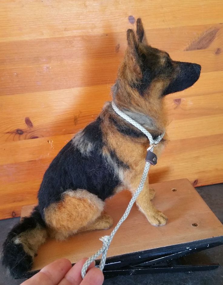 a small dog sitting on top of a table being held by someone's hand