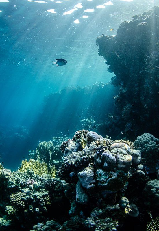 an underwater view of some corals and seaweed in the ocean with sunlight streaming through