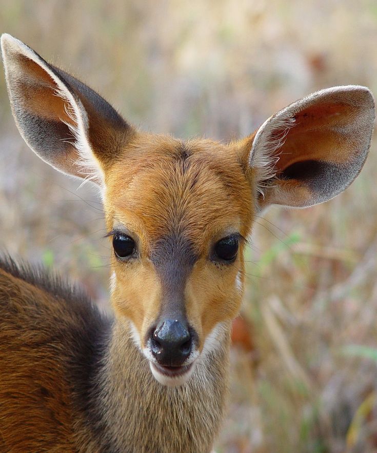 a young deer is looking at the camera