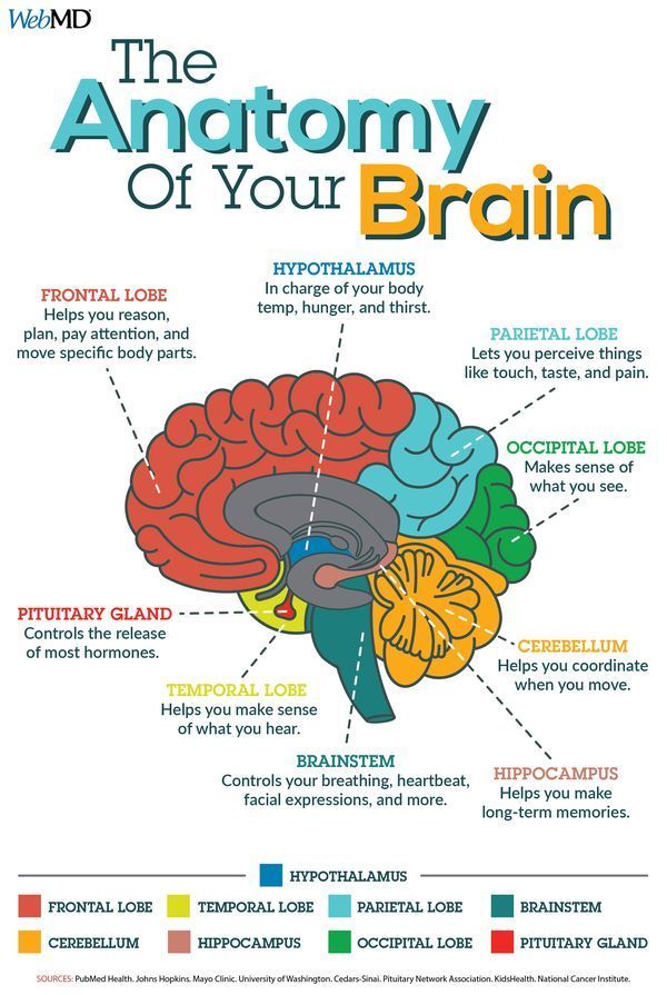 the anatomy of your brain is shown in this poster, which shows different parts of the human