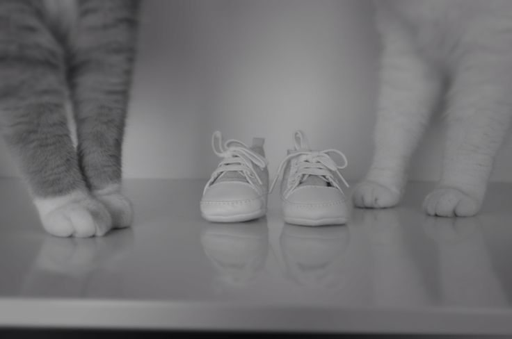 two cats standing next to each other on top of a table with their legs crossed