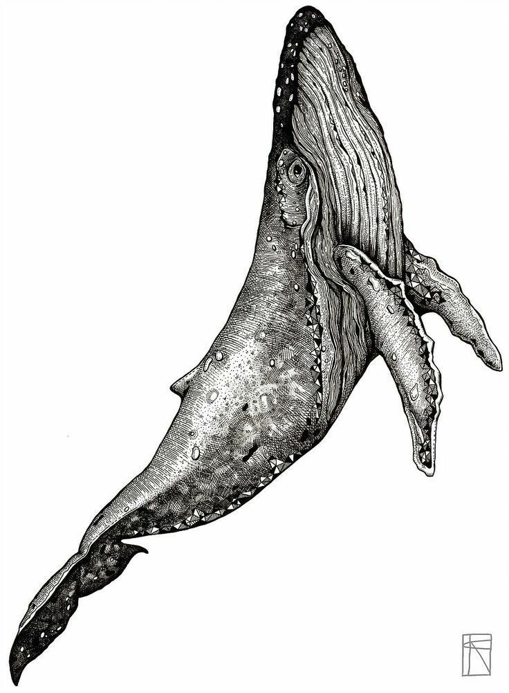 a drawing of a humpback whale in black and white