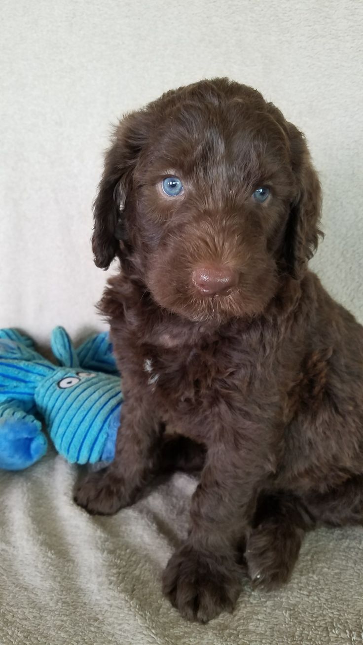 a brown puppy sitting next to a blue stuffed animal