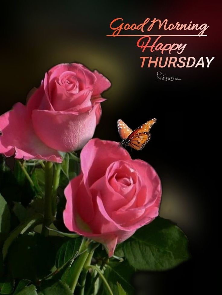 two pink roses and a butterfly on a black background with the words good morning happy thursday