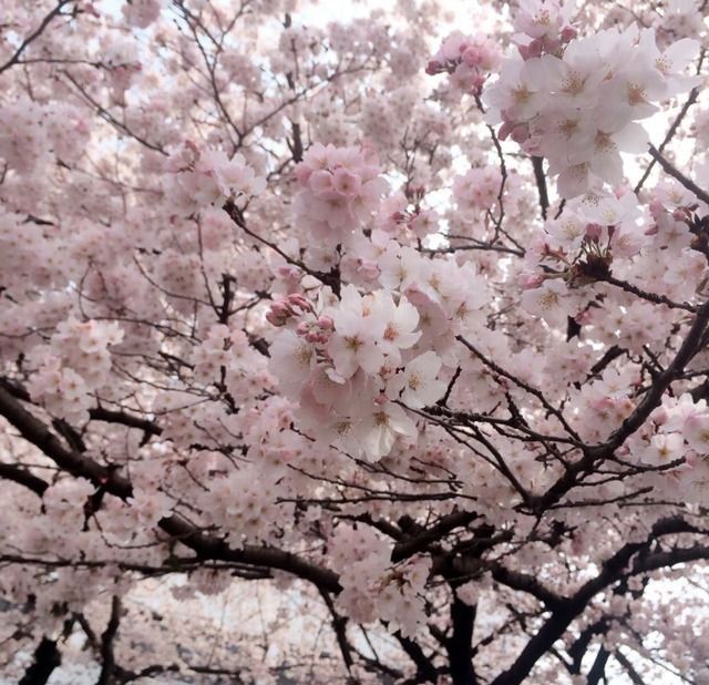 pink flowers are blooming on the branches of trees